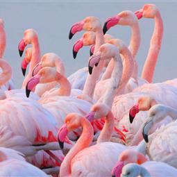 Flamants roses à Frontignan 