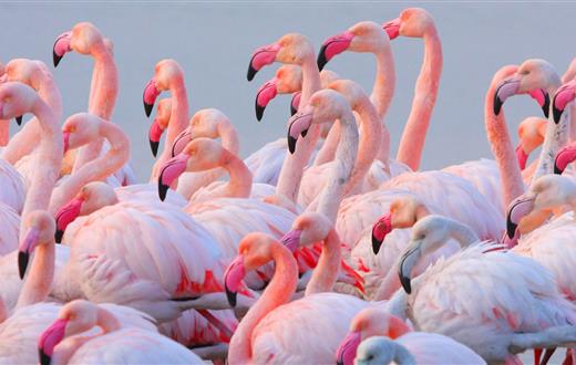 Flamants roses à Frontignan  - Camping  L'aigue Marine