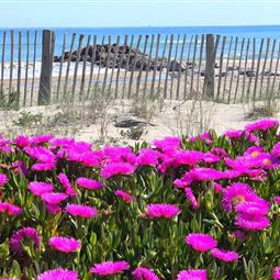Camping Frontignan accès direct plage 
