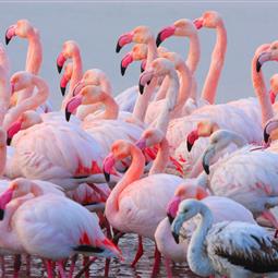 Flamants roses 