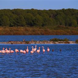 Flamants roses de Frontignan 